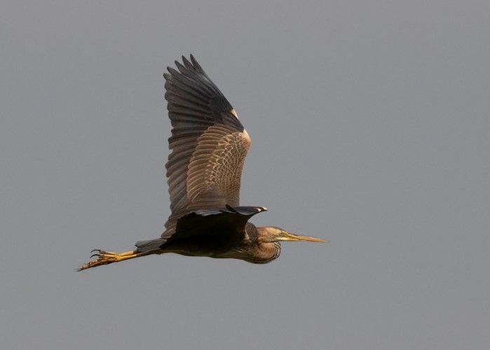 Purple Heron