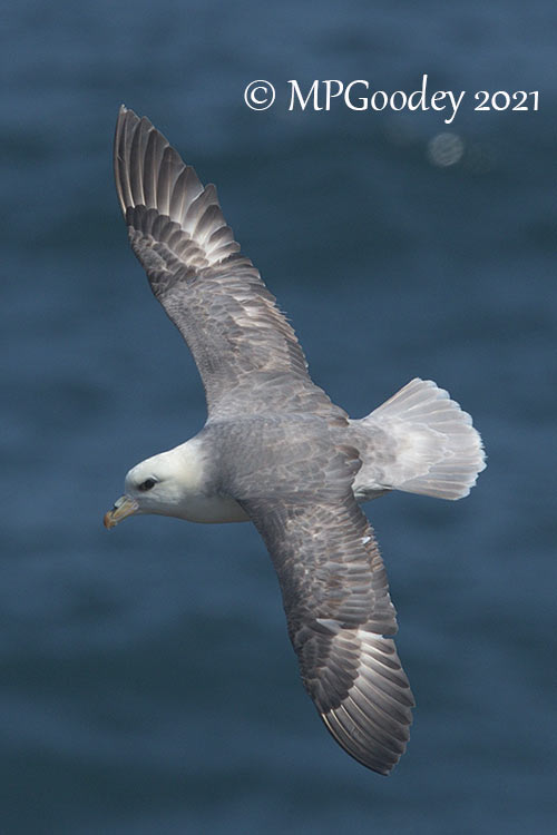 Fulmar