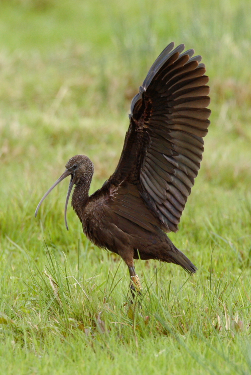 Glossy Ibis