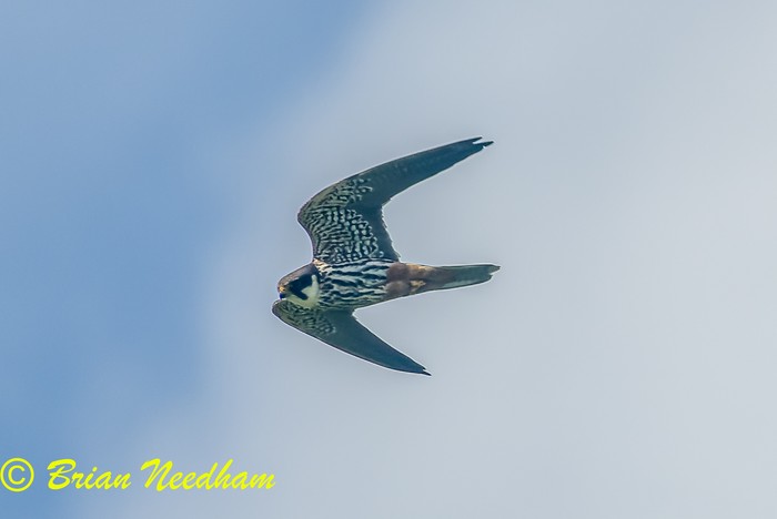 Hobby