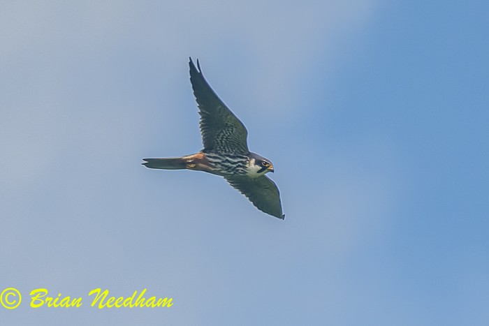 Hobby