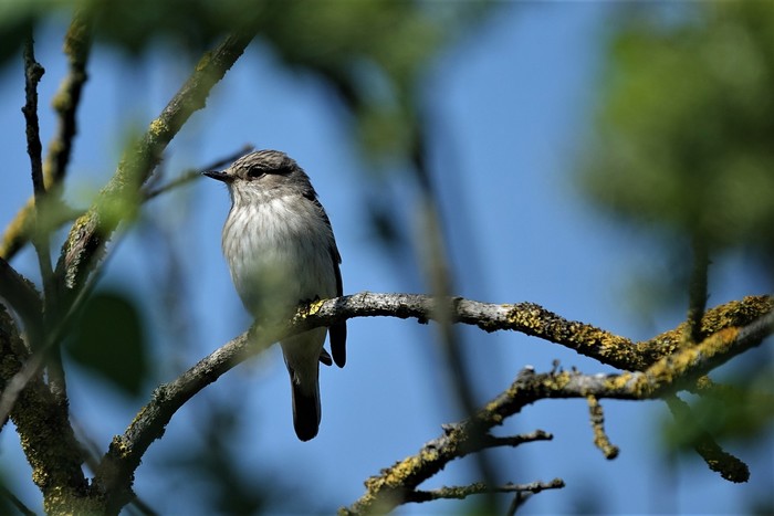 Spotted Flycatcher