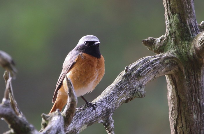 Redstart
