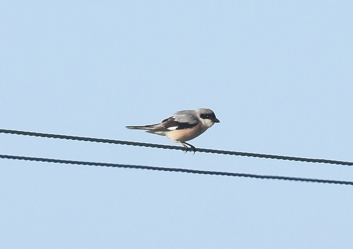 Lesser Grey Shrike