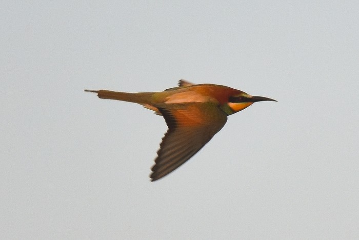 Bee-eater