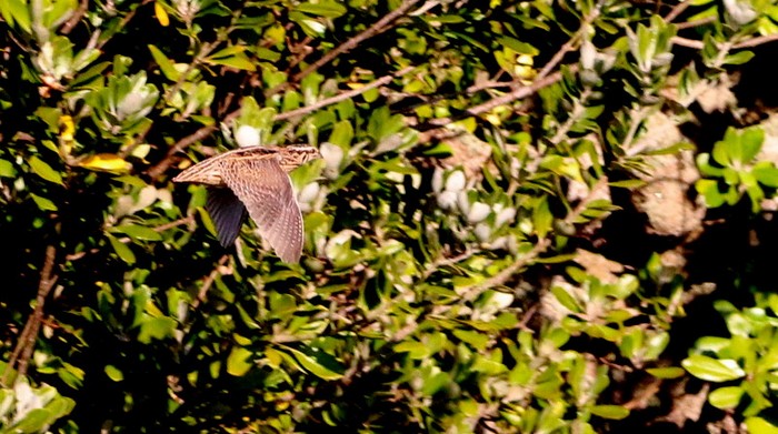Quail