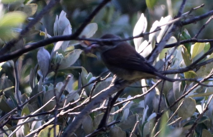 Red-backed Shrike