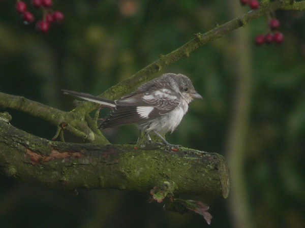 Masked Shrike