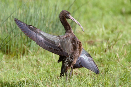 Glossy Ibis