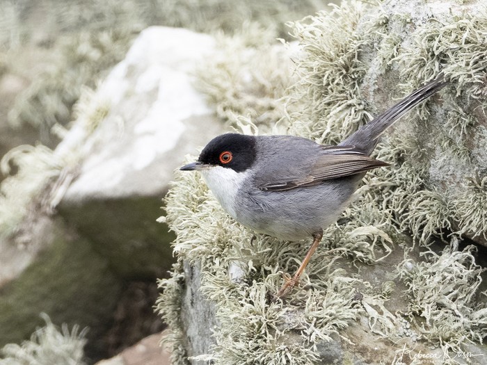 Sardinian Warbler