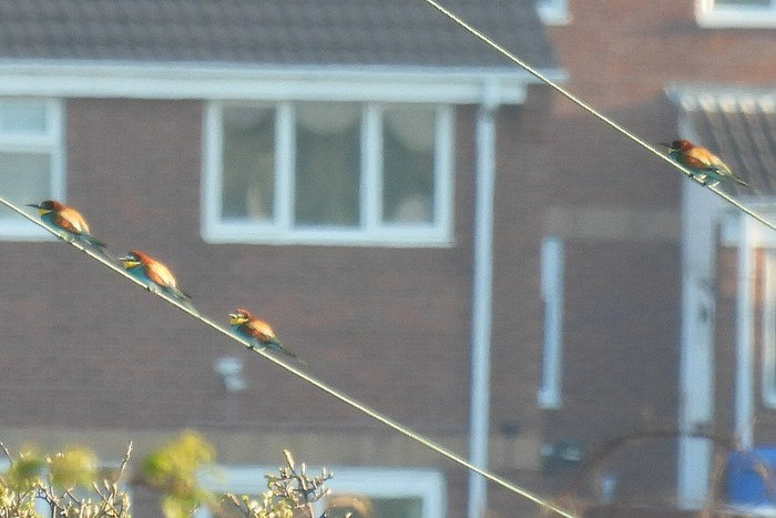 Bee-eater