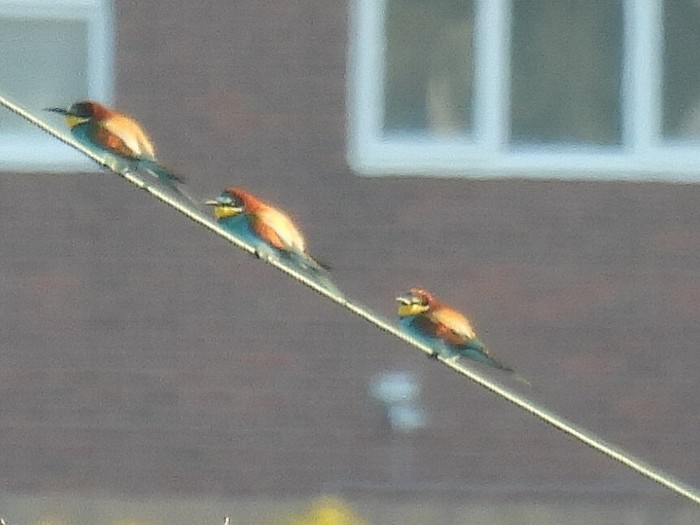 Bee-eater