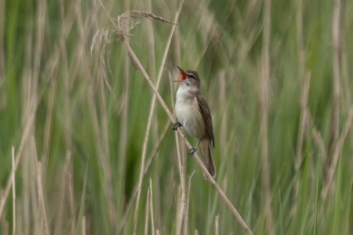 Great Reed Warbler