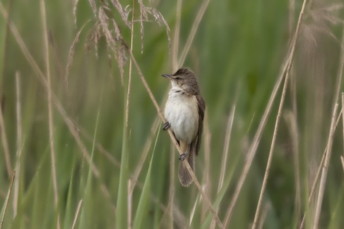 Great Reed Warbler