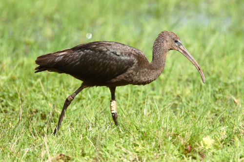Glossy Ibis