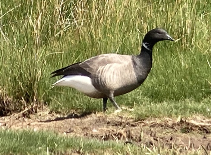 Pale-bellied Brent Goose