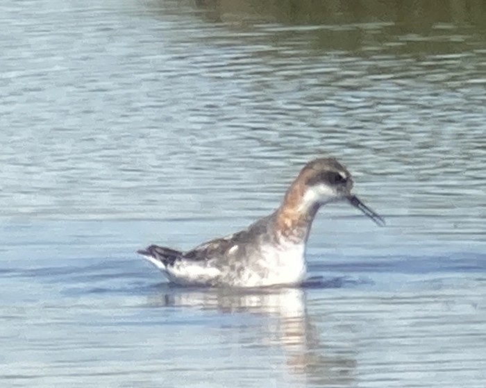 Red-necked Phalarope