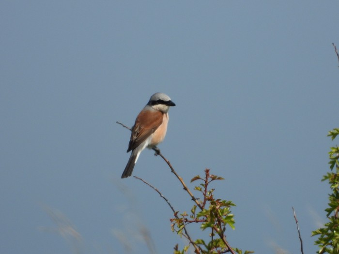 Red-backed Shrike