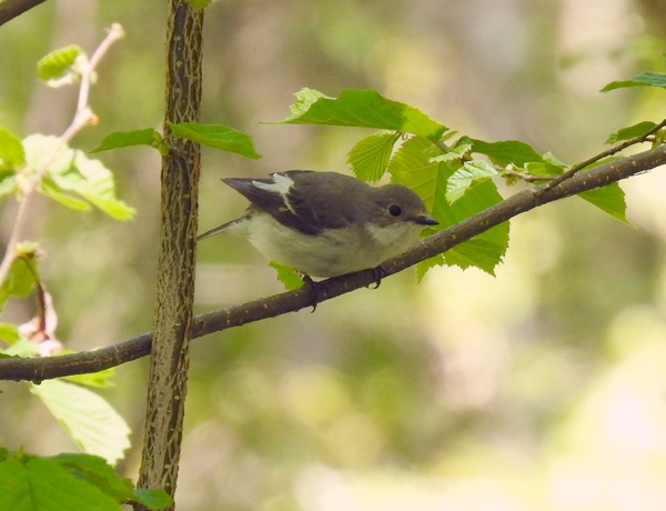 Pied Flycatcher