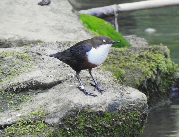 Dipper