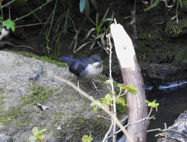 Dipper