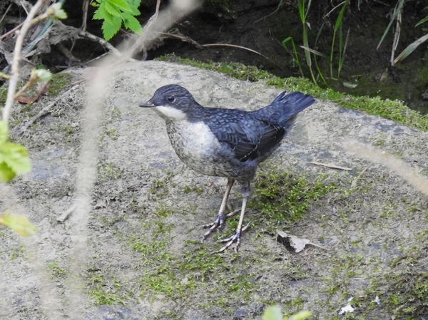 Dipper