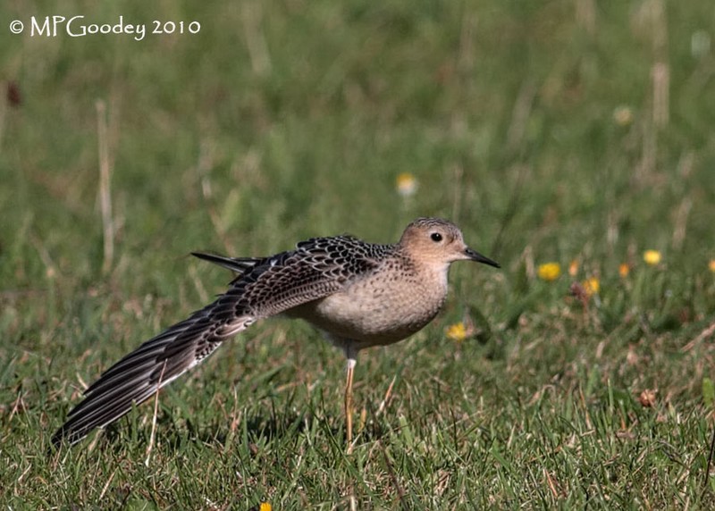 Buff-breasted Sandpiper