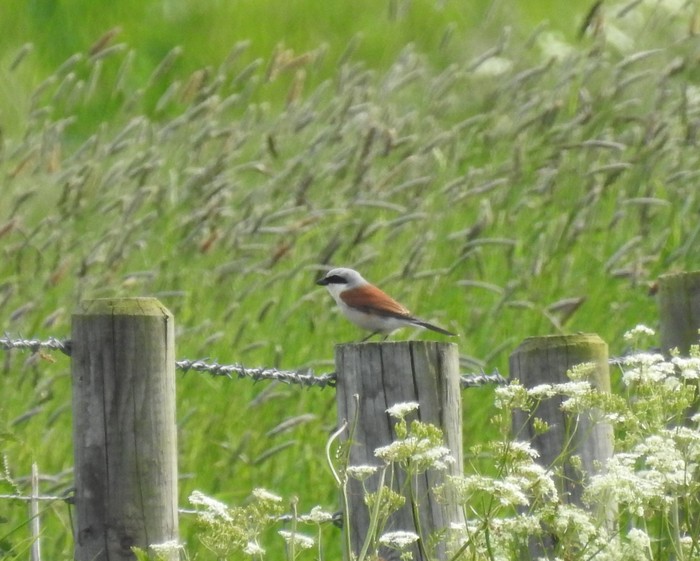 Red-backed Shrike