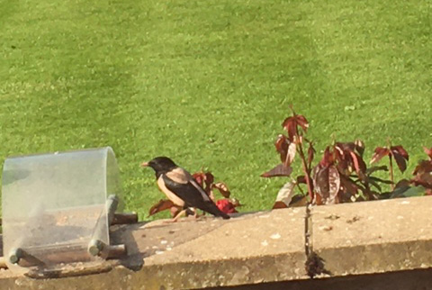 Rose-coloured Starling