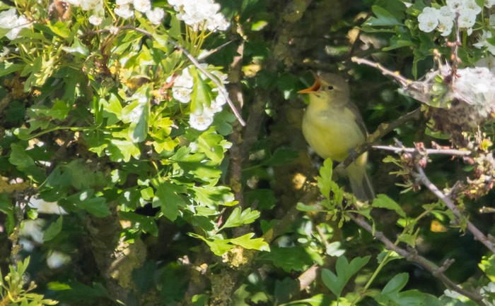 Icterine Warbler