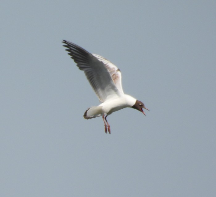 Black-headed Gull