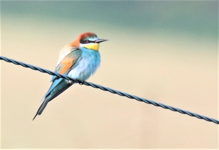 Bee-eater