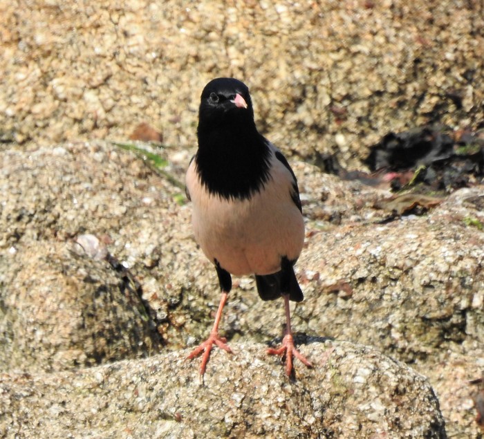 Rose-coloured Starling