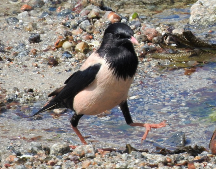 Rose-coloured Starling