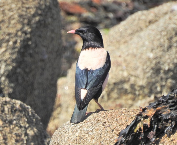 Rose-coloured Starling