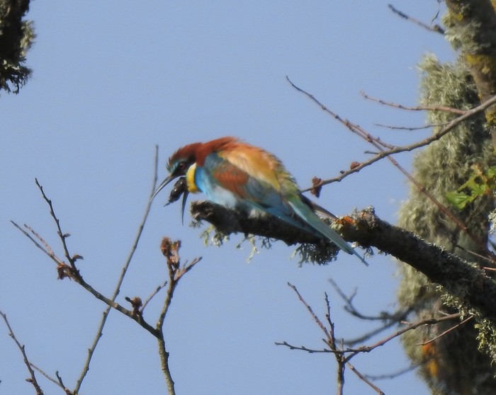 Bee-eater