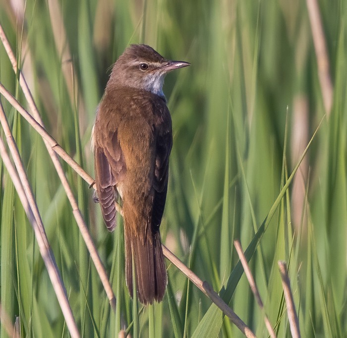 Great Reed Warbler