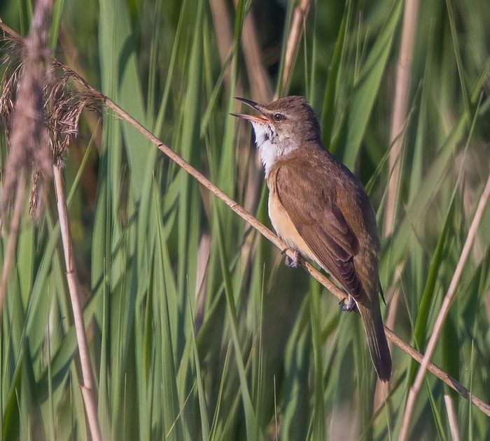 Great Reed Warbler