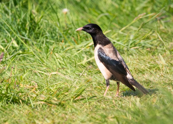 Rose-coloured Starling
