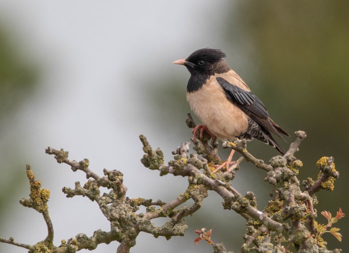 Rose-coloured Starling