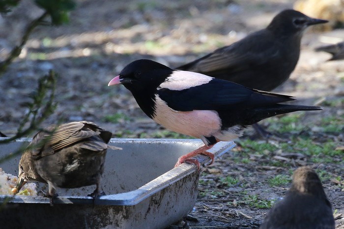 Rose-coloured Starling