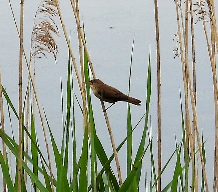 Reed Warbler