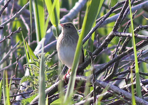 River Warbler