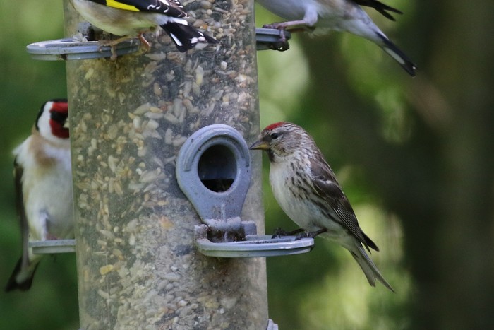 Lesser Redpoll