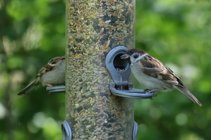 Tree Sparrow