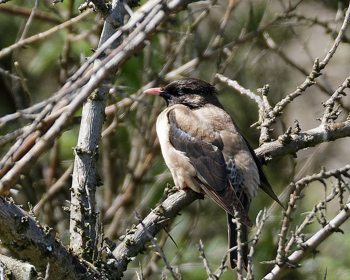 Rose-coloured Starling