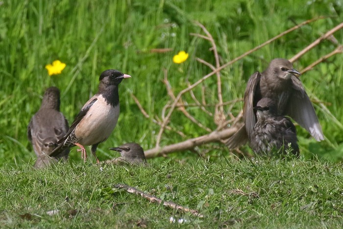 Rose-coloured Starling