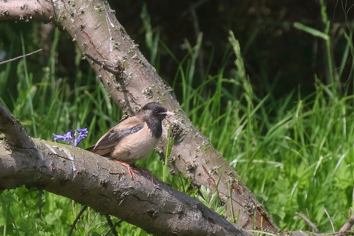 Rose-coloured Starling