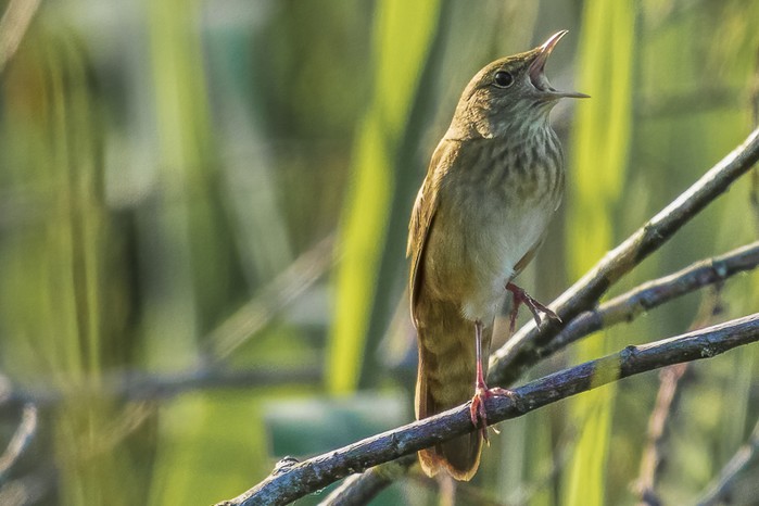 River Warbler