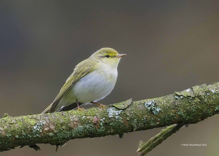 Wood Warbler